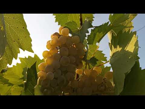 Vitis vinifera,green grape,rrushi i bardh(5)