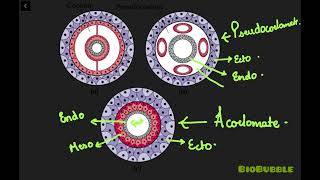 Animal Kingdom Lecture 5 | Basis of Classification | Coelom | NCERT Biology Class 11th #neet #ncert