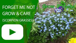 Forget me not plant -grow &amp; care (Scorpion grasses flower)