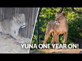 One Year On Rescued Yuna S Life Has Completely Changed The Big Cat Sanctuary