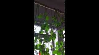 The Ballad of Spider John (cover) - Tucker Montgomery