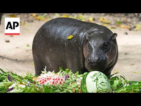 Vườn thú Thái Lan kỷ niệm sinh nhật lần thứ 2 của hà mã lùn nổi tiếng trên mạng Moo Deng (Thailand zoo celebrates viral pygmy hippo Moo Deng's 2nd birthday)