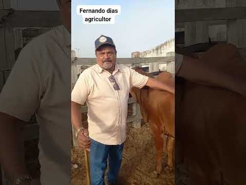 Feira de gado em Dois Riachos Alagoas 22/07/26#nordeste