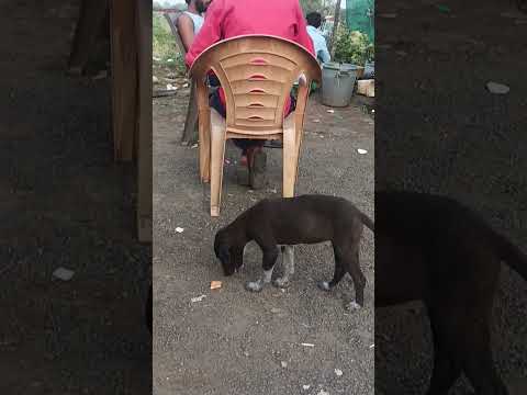 "Watch This Dog GO CRAZY for Food! 🐶🍽️ Epic Taste Test Challenge!" #shorts #dog #trending