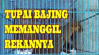 Download lagu SUARA TUPAI BAJING MEMANGGIL COCOK UNTUK PIKAT mp3 Download lagu SUARA TUPAI BAJING MEMANGGIL COCOK UNTUK PIKAT mp3