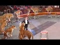 Russian Circus Tiger Playing With A Man