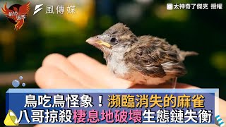 Re: [閒聊] 為什麼台灣都市沒有烏鴉？