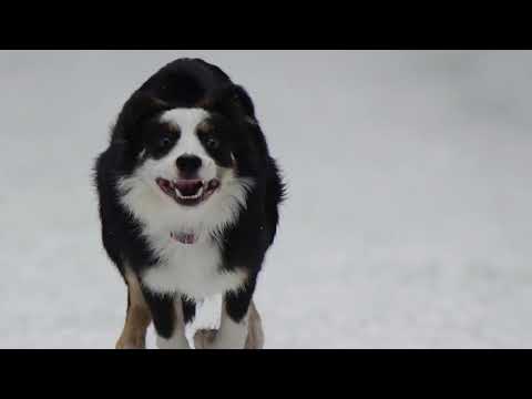 David Popper// Spinning Song op.55,1// Georg Faust,Cello / Roger Vignoles,Piano