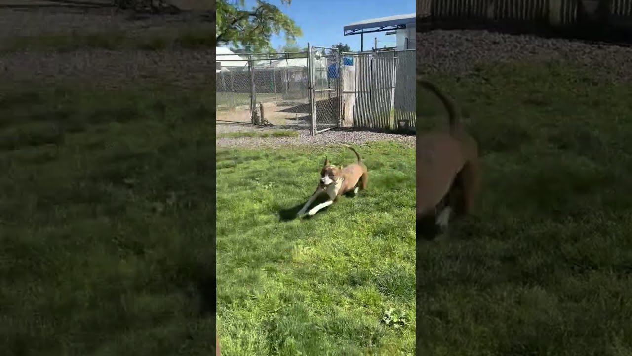 Harlequin, a Adoptable Mixed Breed in Medford, OR video 4/4
