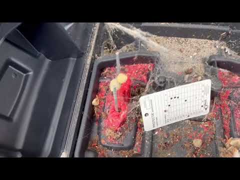 Black Widow & Egg Sacs Found in Bait Station in Raitan, NJ