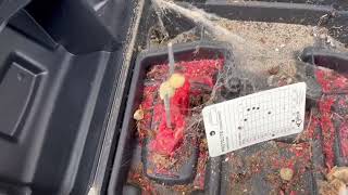 Watch video: Black Widow & Egg Sacs Found in Bait Station in Raitan, NJ