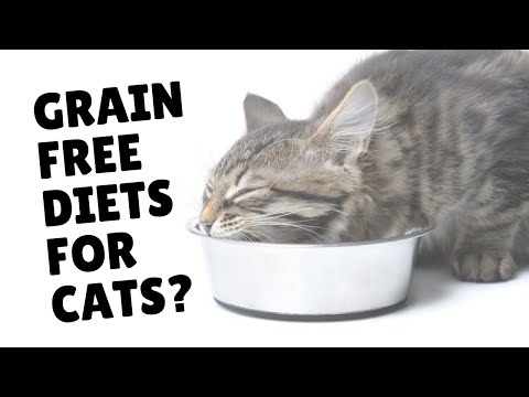 Should Your Cat Eat Grain Free? | @Two Crazy Cat Ladies #shorts