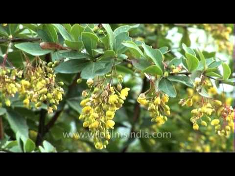 Berberis aristata - Deciduous evergreen shrubs