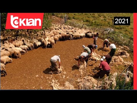 Kendrevica, mali qe prek diellin - Histori shqiptare nga Alma Çupi