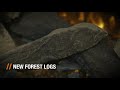 British Fires New Forest 2400