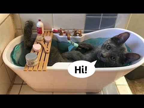 Funniest Cats 🐱 Part 125 | Don't Try to hold back Laughter 🤣 || Pet's Kara