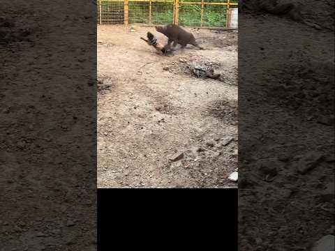 cute and funny animals 아이고 빙빙돈다!! #shorts