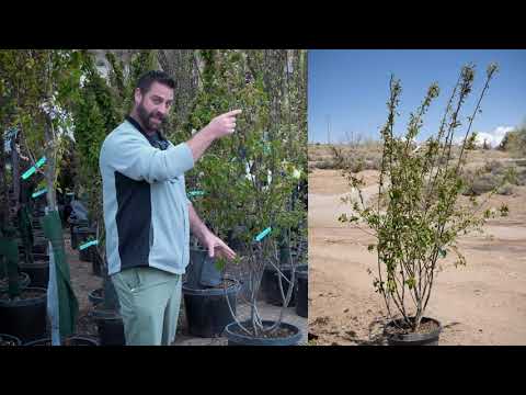 Autumn Brilliance Serviceberry