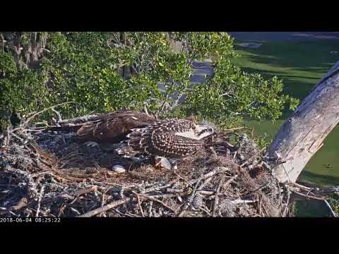 6/4/18 ~ SAVANNAH OSPREY, A LIVE FISH FOR THE CHICK
