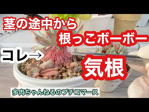 レッドクローブの根 植物