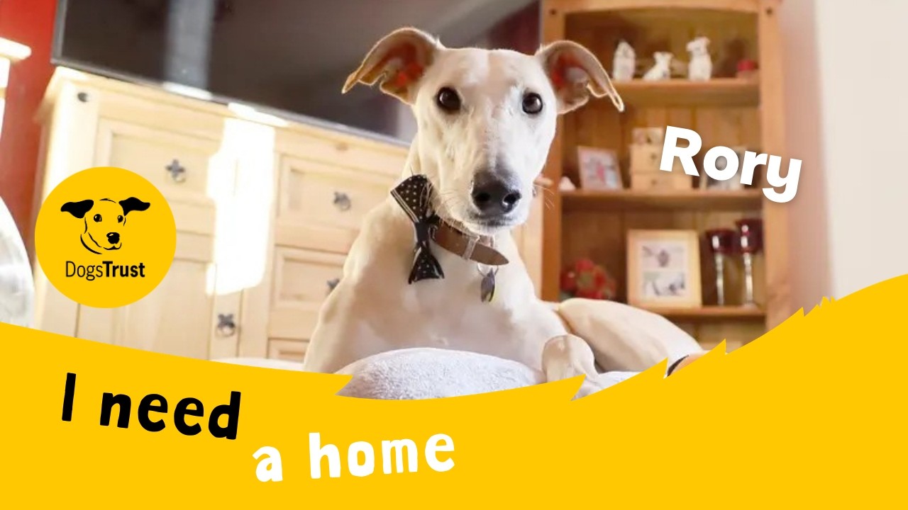 A preview of the dog's video