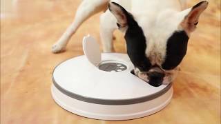 6 Grids Round Timing Feeder Automatic Pet Feeder Cat Dog Electric Dry Food Dispenser Pet Supplies