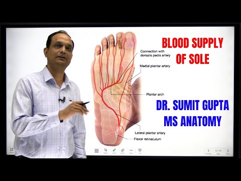 BLOOD SUPPLY OF SOLE