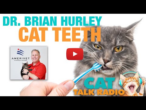 Cat Talk Radio - Cat Teeth with Dr. Brian Hurley, AmeriVet Veterinary Partners