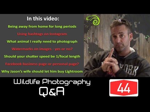 Wildlife Q&A - Episode 44: Being away from home, watermarks and hashtags for wildlife photography