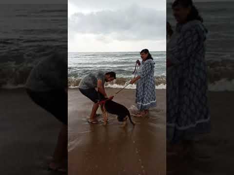my dog's first trip to beach -Oscar,and we⛱
