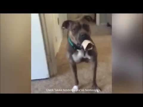 download lagu mp3 mp4 Hond, download lagu Hond gratis, unduh video klip Hond