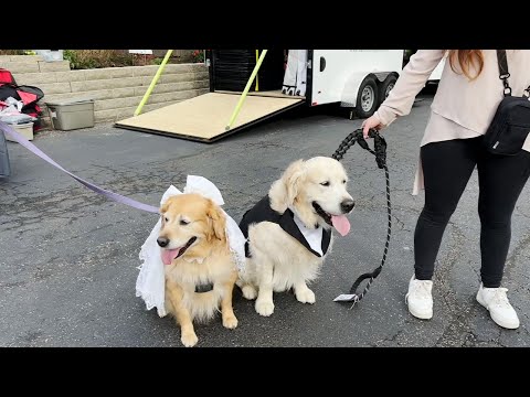 World Record attempt for largest dog wedding