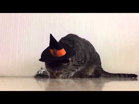 cute cat naughtiness overloaded❤❤🥰🥰