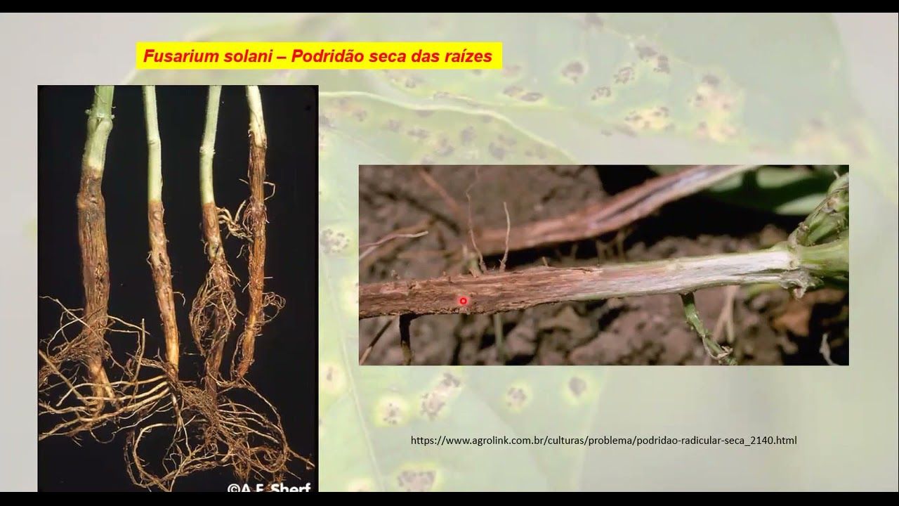 VIDEO AULA 08 DOENÇAS E NEMATOIDES FEIJÃO