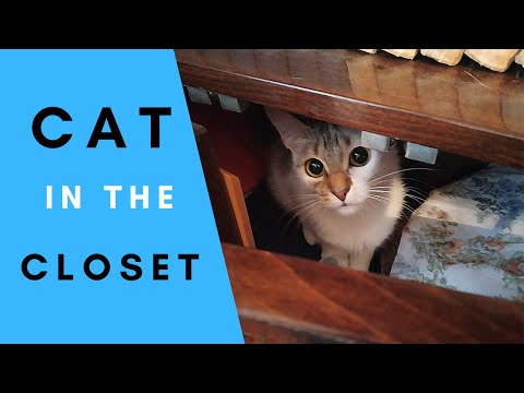 Why is my cat hiding in the closet?
