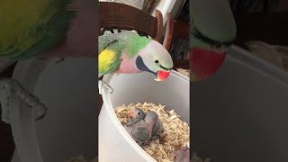 Parrot Loves on Baby Parakeets  || ViralHog