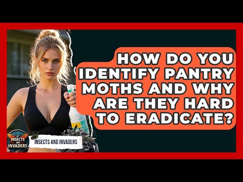 How Do You Identify Pantry Moths And Why Are They Hard To Eradicate? - Insects and Invaders