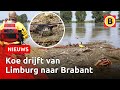 Koe na 100 kilometer uit Maas gered: 'Heel verrassend' | Omroep Brabant