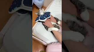 一流マッサージ師の超絶テクで昇天する猫