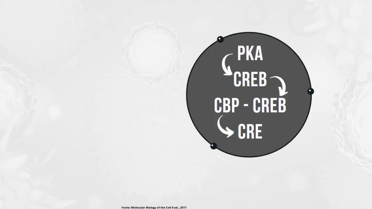 Sinalização Celular   Receptores Metabotrópicos