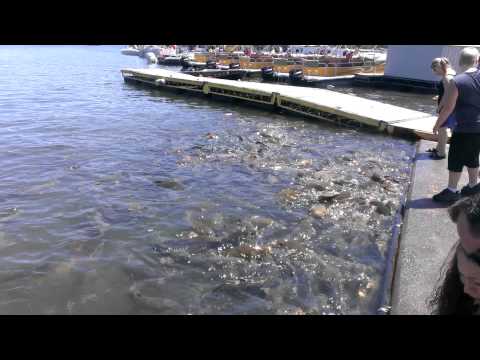 A couple carp !! At Raystown