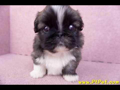 12/17棕色北京狗公幼犬(高雄左營)