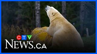 Polar Bears at the Cochrane habitat celebrate Polar Bear Week with 1,481-pound pumpkin gameplay video by crystallee, 2:20 duration