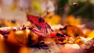 Joan Baez - Autumn Leaves  [HD]