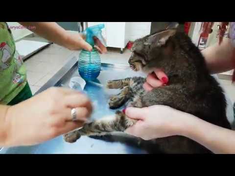 Cat With Liver Failure Recovery