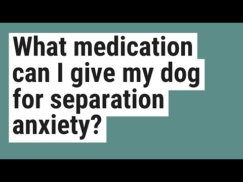 What medication can I give my dog for separation anxiety?