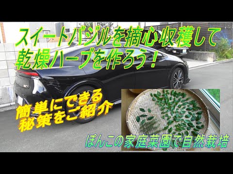 バジルの乾燥: スパイスをストックするためのヒント 植物