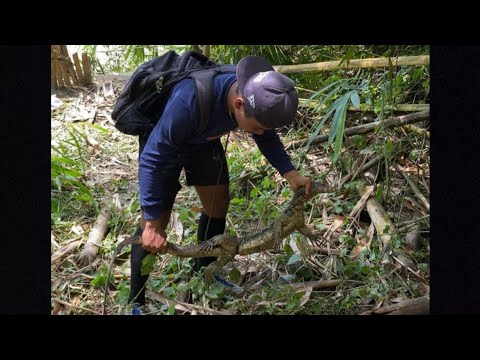 , title : '3 hari berburu biawak dipinggir sungai,langsung dibakar🤤 #KOOKIKO'