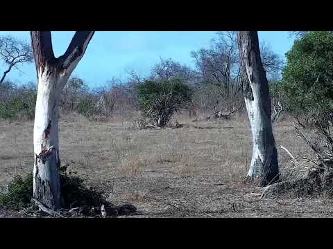 Djuma: Waterbuck bull - 07:52 - 09/18/21