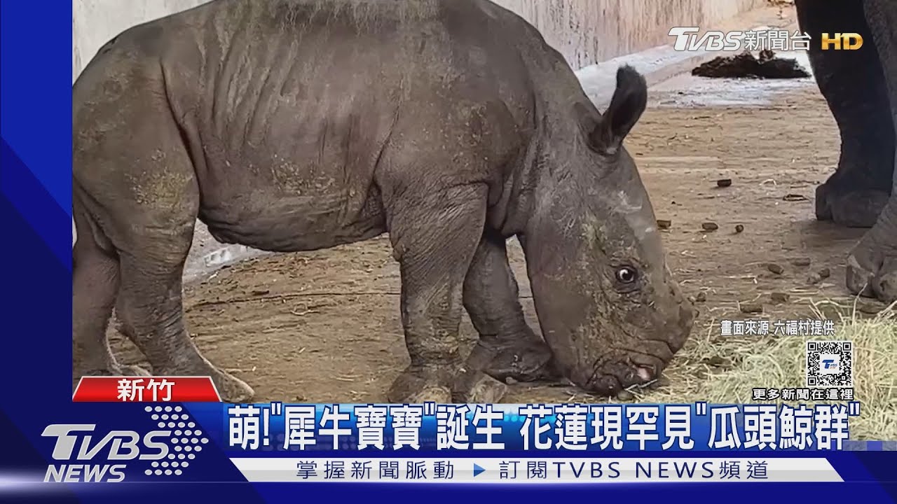萌!「犀牛寶寶」誕生 花蓮現罕見「瓜頭鯨群」
